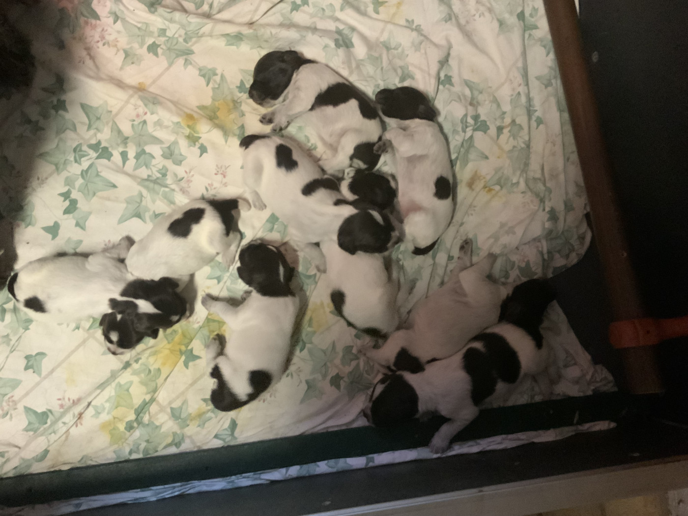 Chiot Griffon d'arrêt à poil dur Korthals Des Sources De La Selle